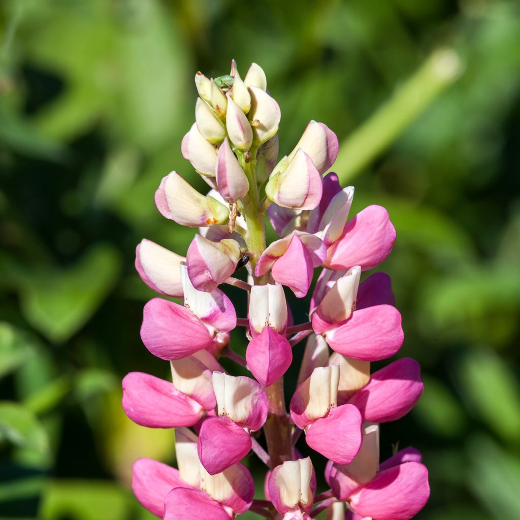 Lupinus La Chatelaine Roze - Lupine