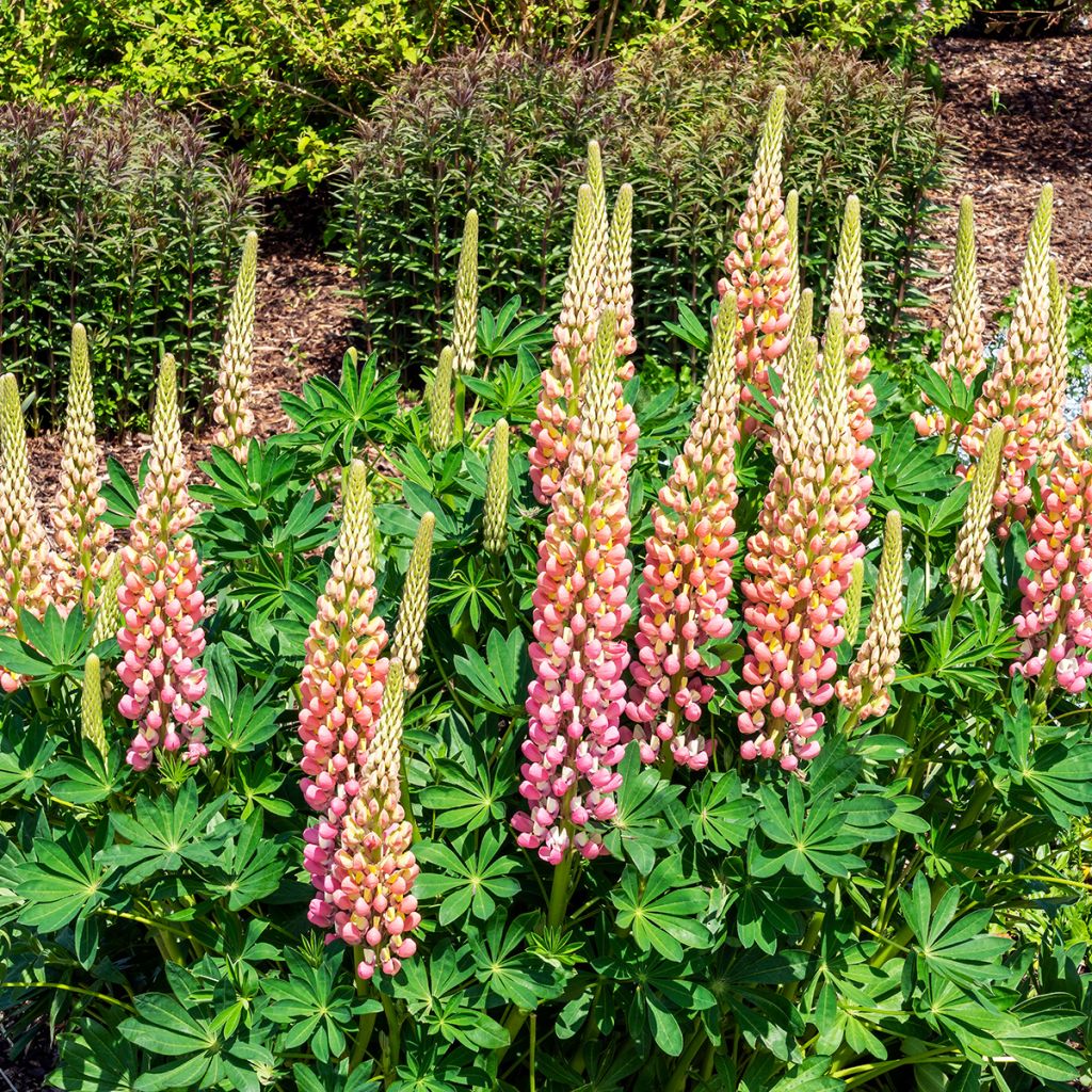 Lupinus La Chatelaine Roze - Lupine