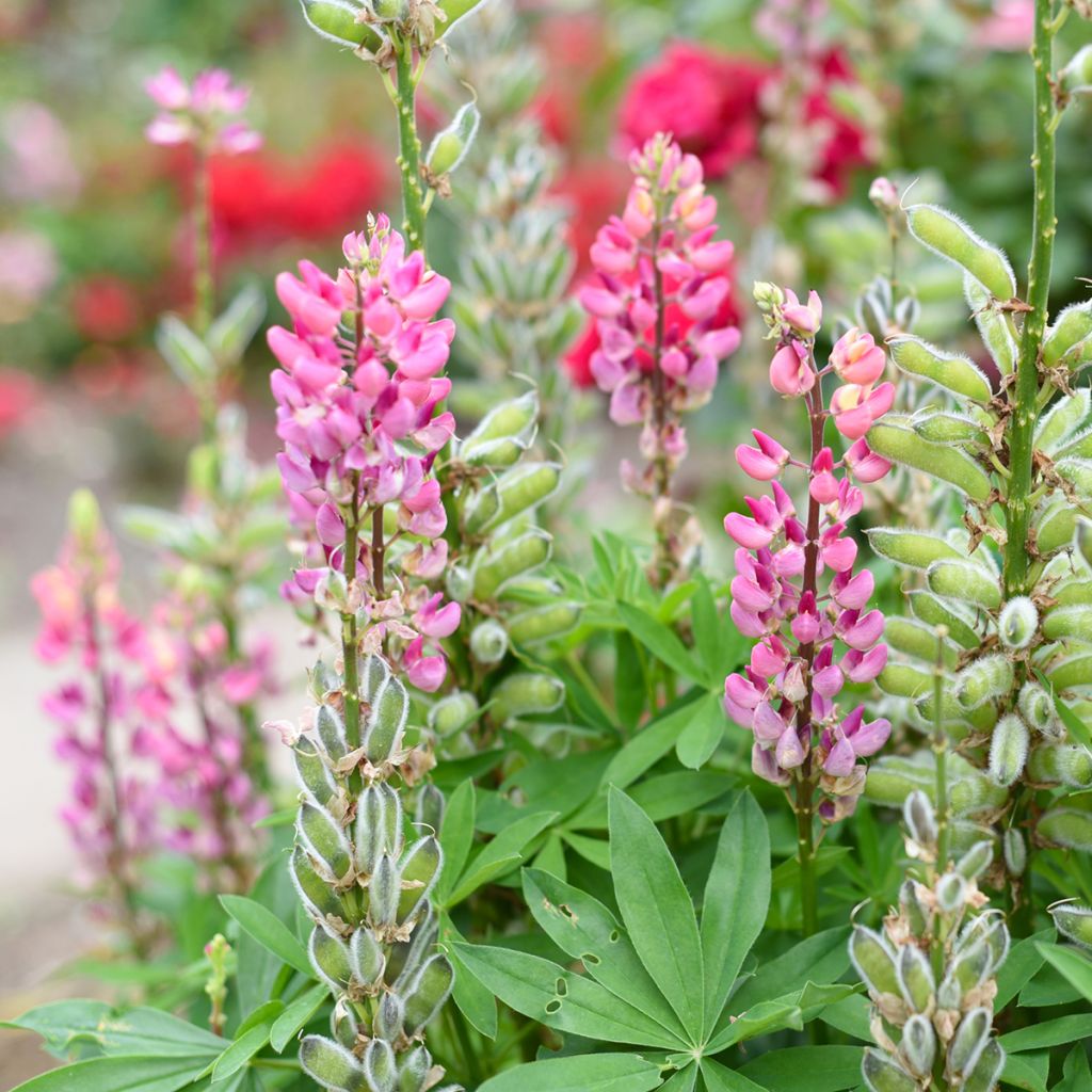 Lupinus La Chatelaine Roze - Lupine