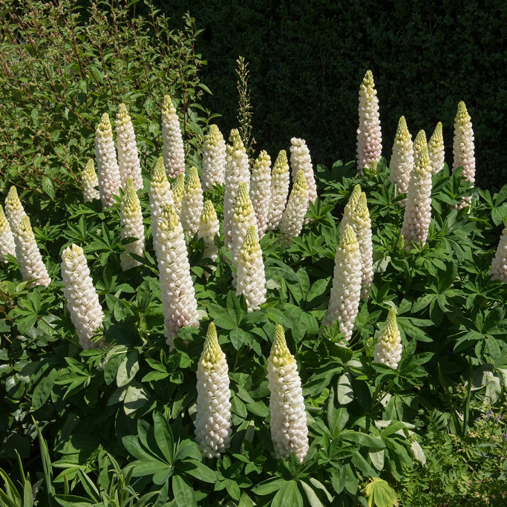 Lupinus polyphyllus Noble Maiden - Lupine