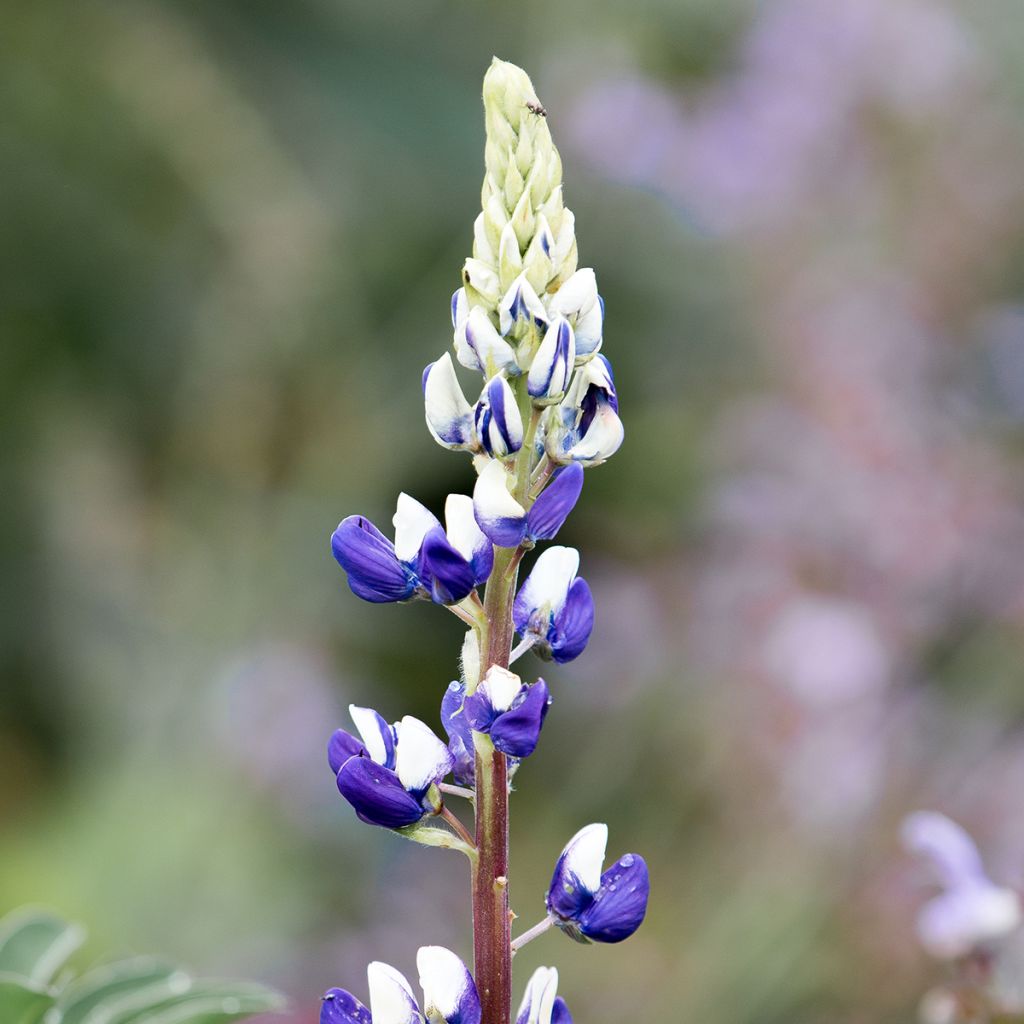 Lupinus The Governor - Lupine