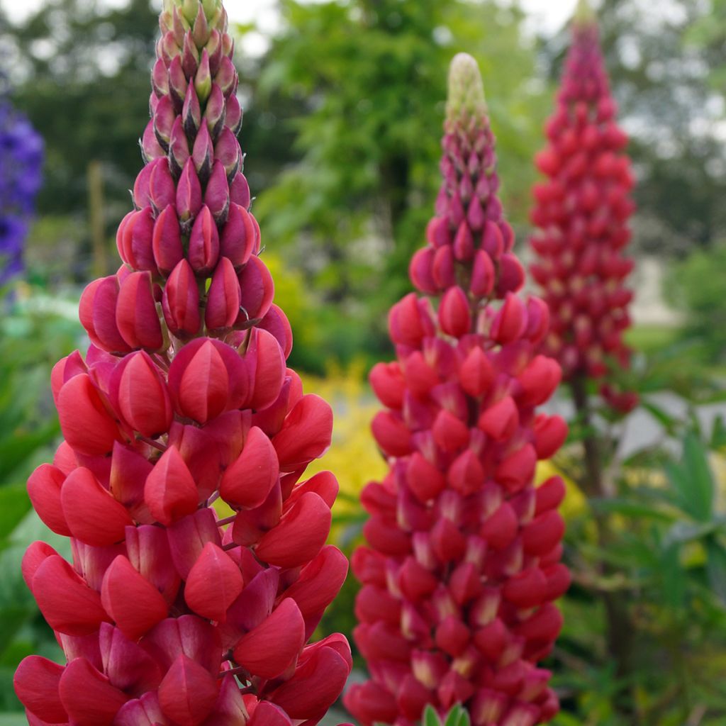 Lupine West Country Red Rum - Lupine