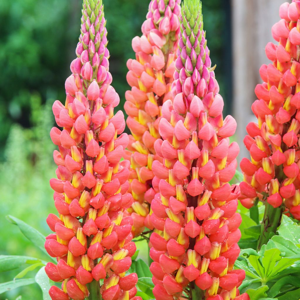Lupinus West Country Terracotta - Lupine