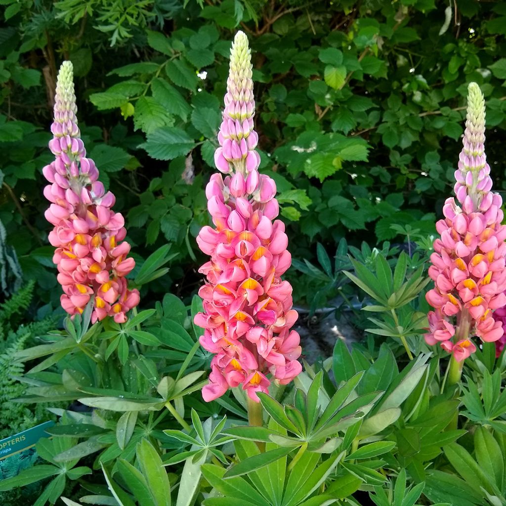 Lupinus West Country Terracotta - Lupine
