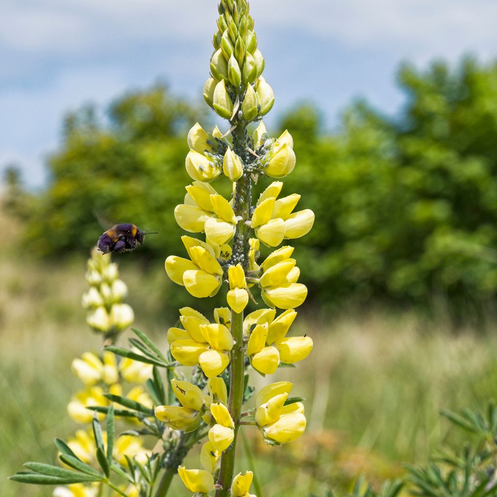 Lupinus arboreus - Boomlupine