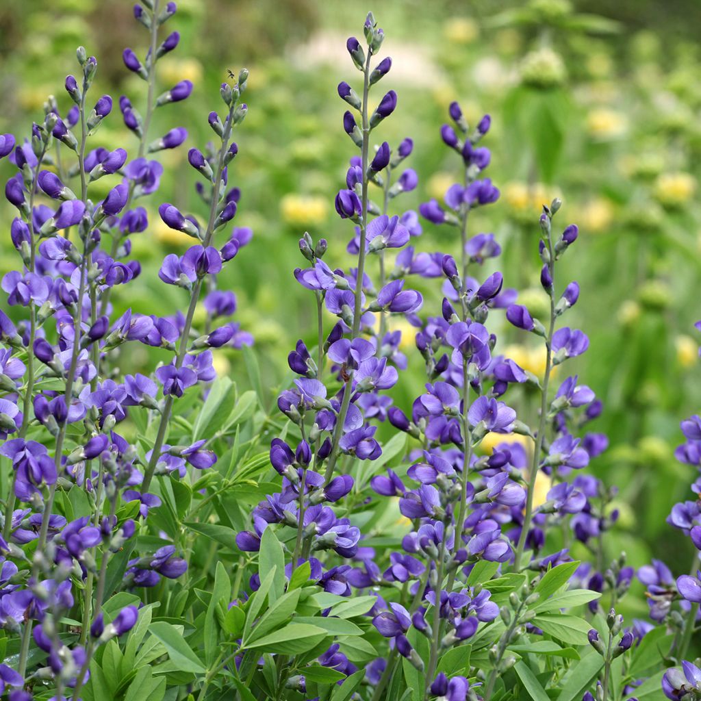 Baptisia australis - Blauwe valse indigo