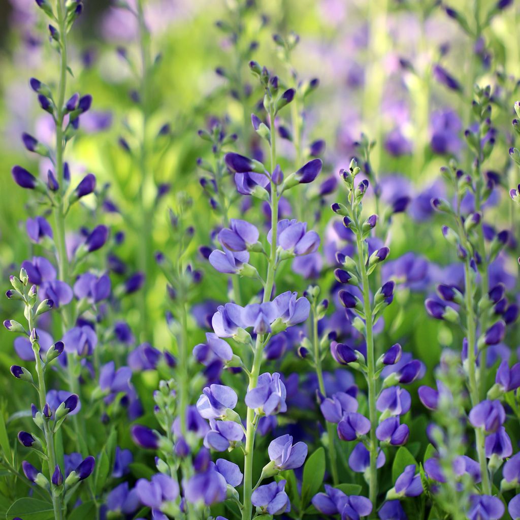 Baptisia australis - Blauwe valse indigo
