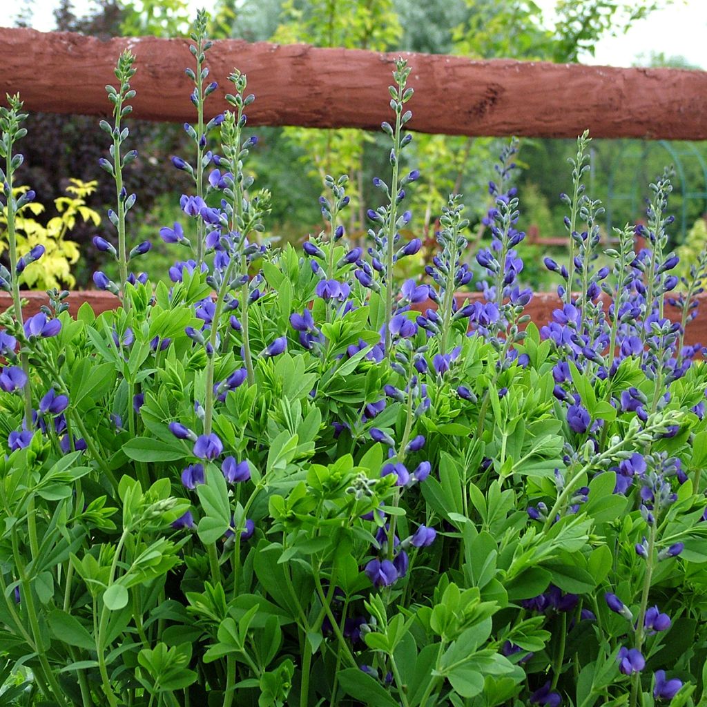 Baptisia australis - Blauwe valse indigo
