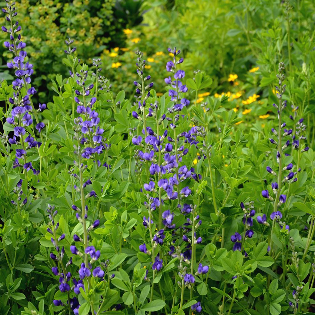Baptisia australis - Blauwe valse indigo