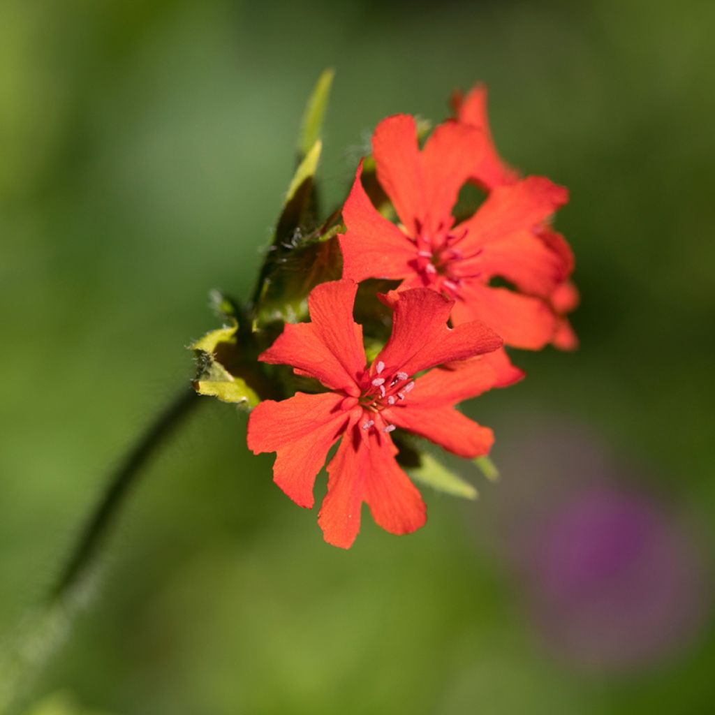 Lychnis arkwrightii Vesuvius - Koekoeksbloem