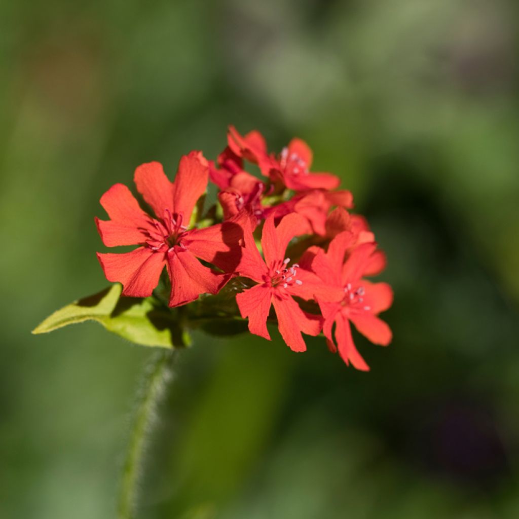 Lychnis arkwrightii Vesuvius - Koekoeksbloem