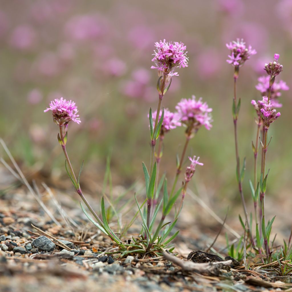 Lychnis alpina - Alpenpekanjer