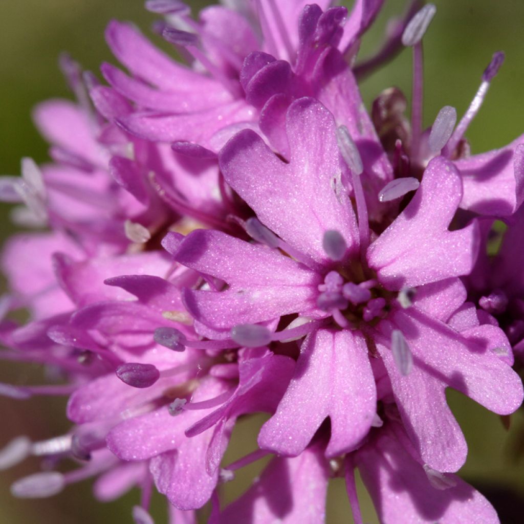 Lychnis alpina - Alpenpekanjer