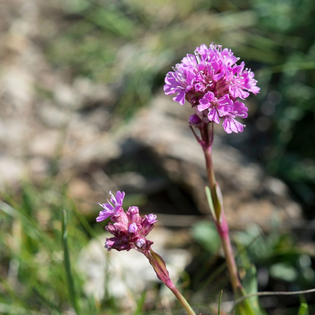 Lychnis alpina - Alpenpekanjer