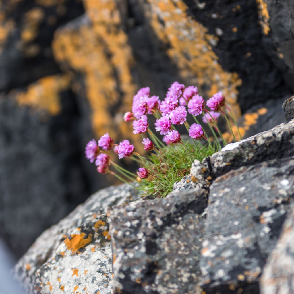 Lychnis alpina - Alpenpekanjer