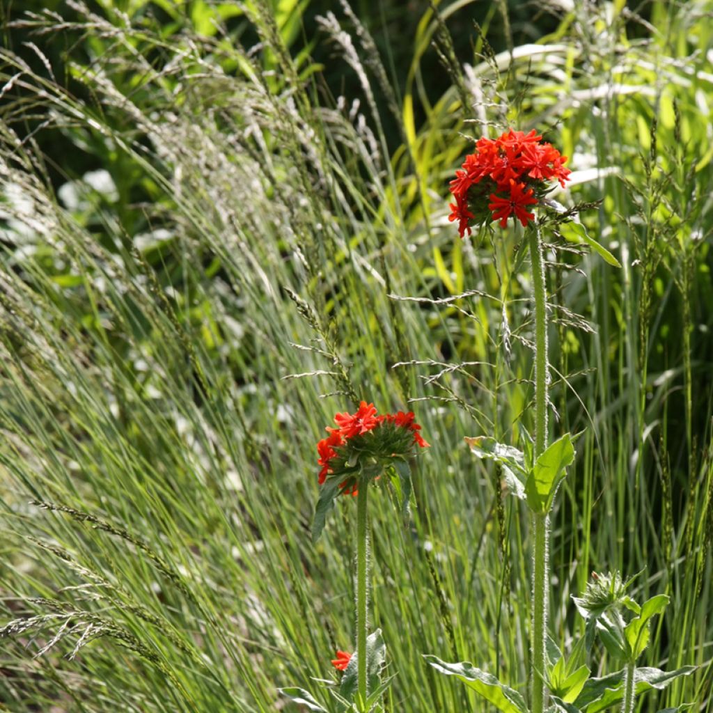 Lychnis chalcedonica Croix de Malte - Brandende liefde