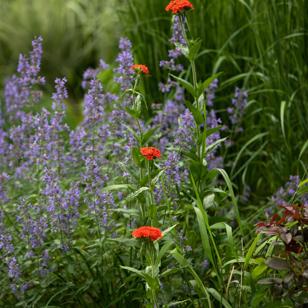 Lychnis chalcedonica Croix de Malte - Brandende liefde