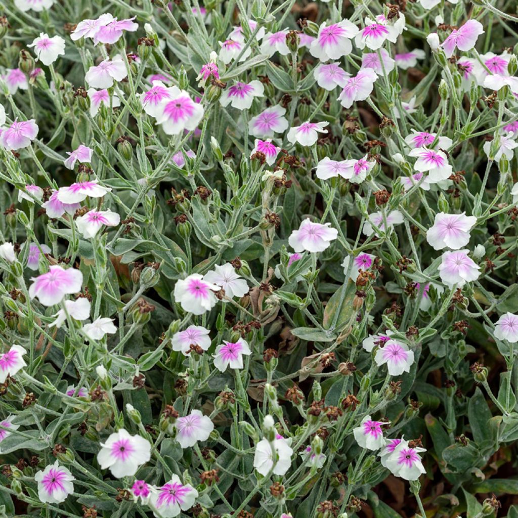 Lychnis coronaria Angels Blush - Prikneus
