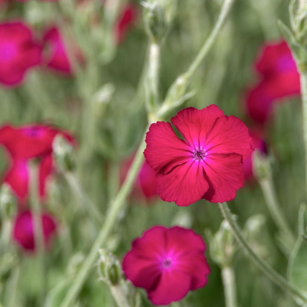 Lychnis coronaria Atrosanguinea - Prikneus