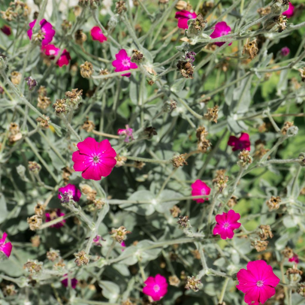 Lychnis coronaria Atrosanguinea - Prikneus