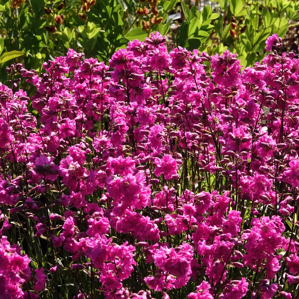 Lychnis viscaria Plena - Rode pekanjer