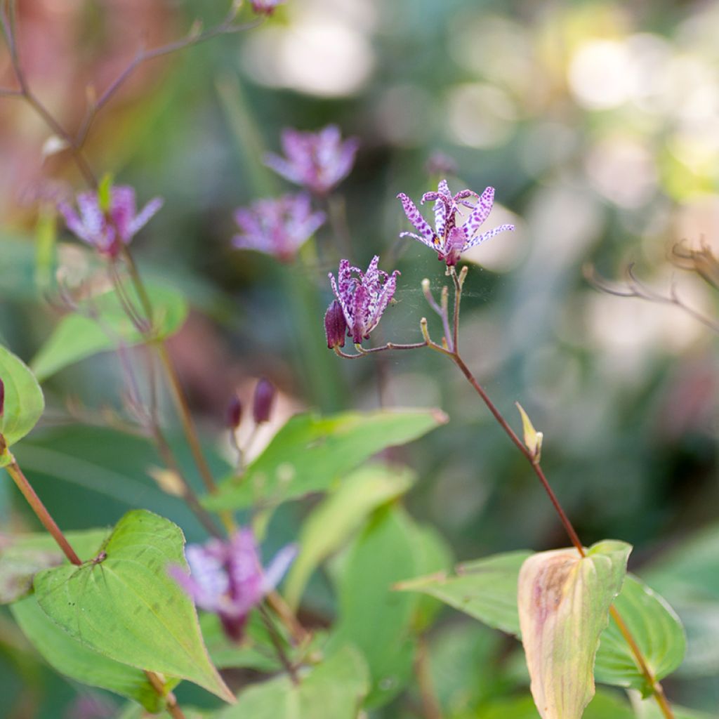 Tricyrtis formosana Pink Freckles - Paddenlelie
