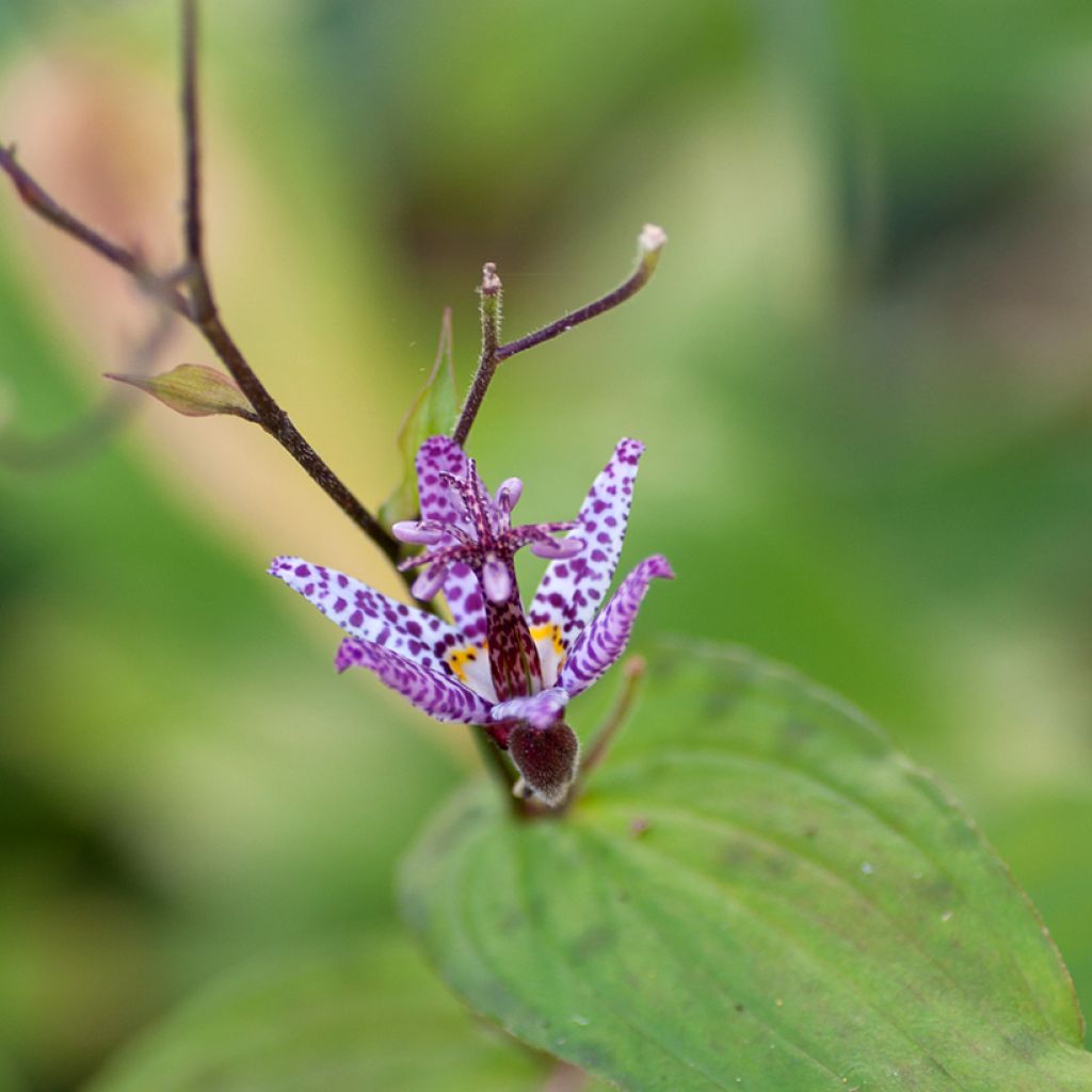 Tricyrtis formosana Pink Freckles - Paddenlelie