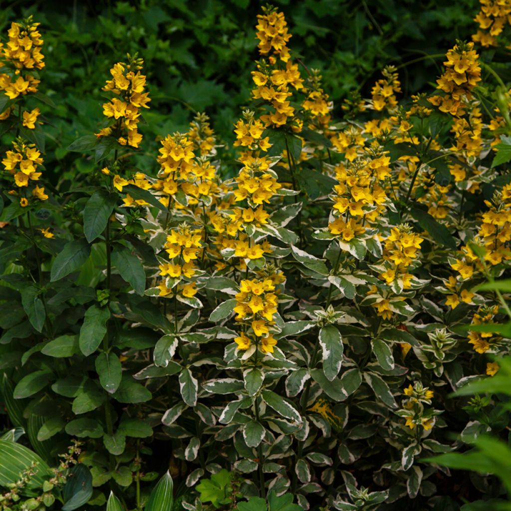 Lysimachia punctata Variegata - Puntwederik