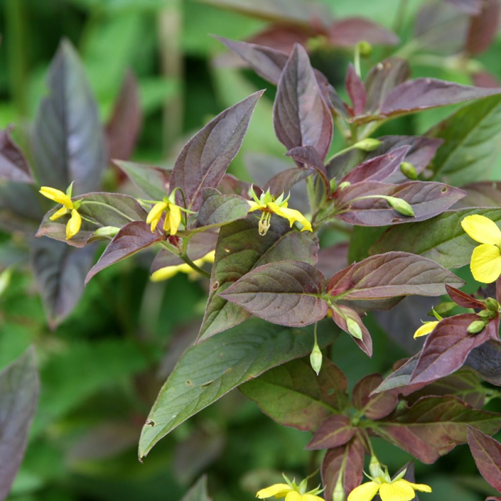 Lysimachia ciliata Fire Cracker - Wederik