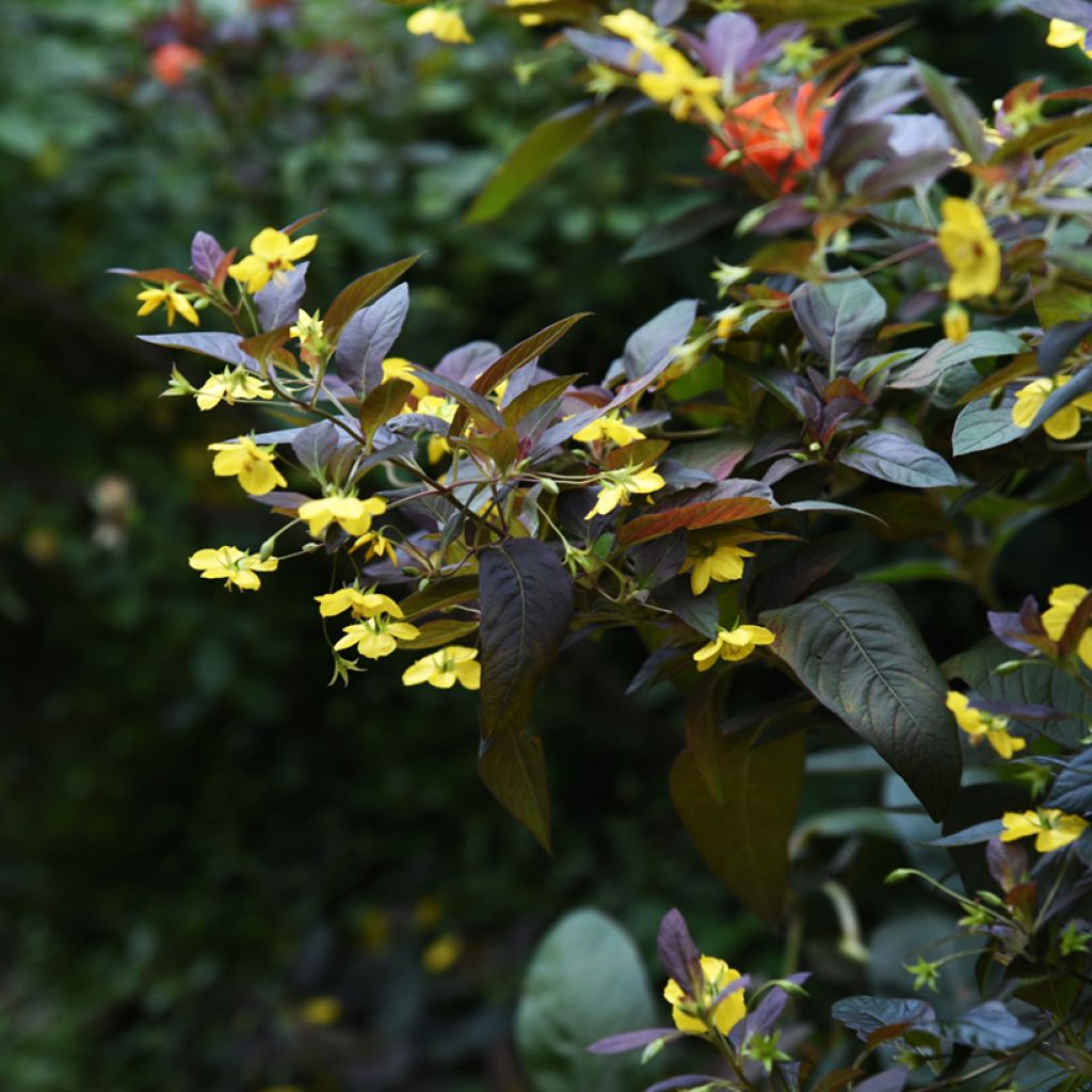 Lysimachia ciliata Fire Cracker - Wederik