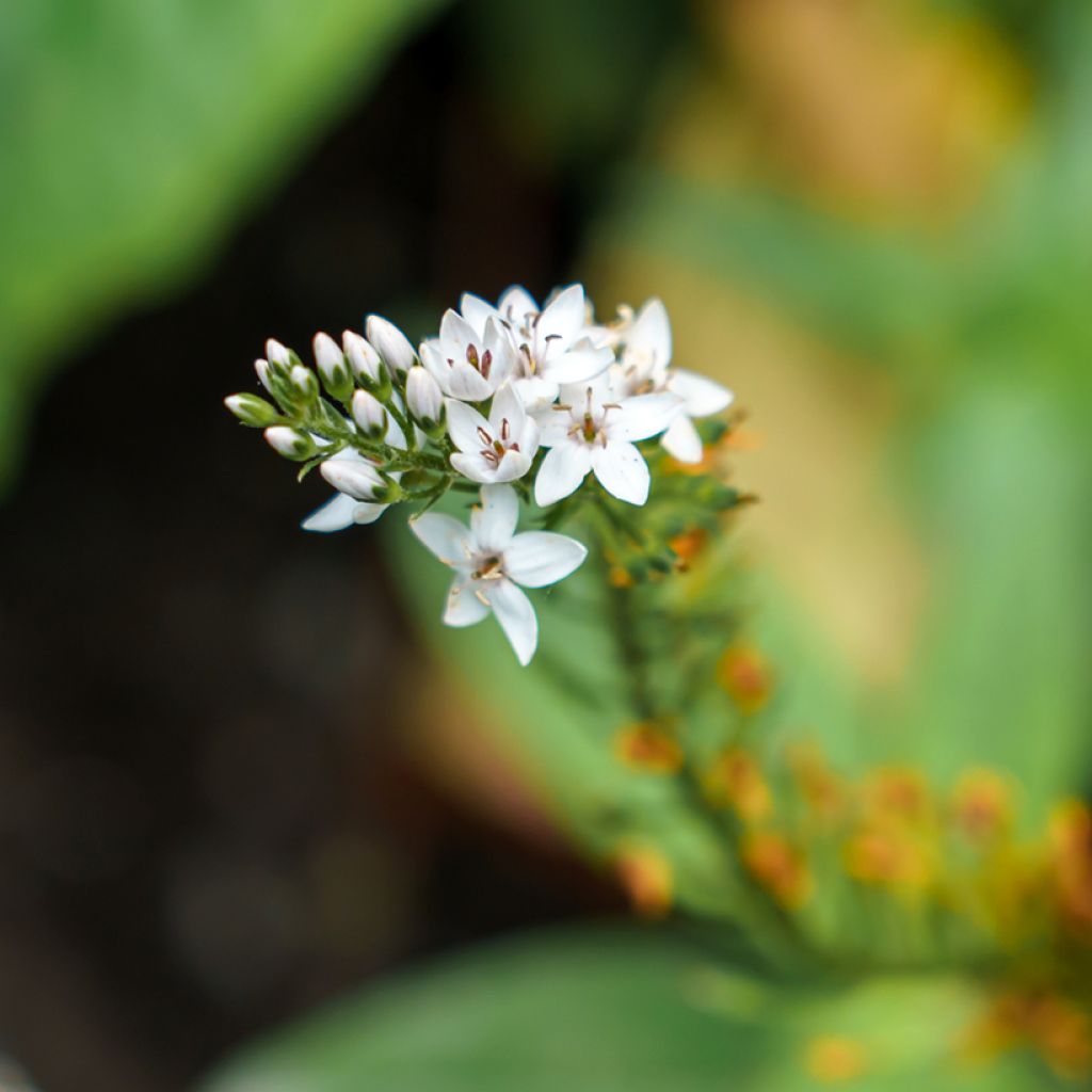 Lysimachia clethroides - Witte troswederik