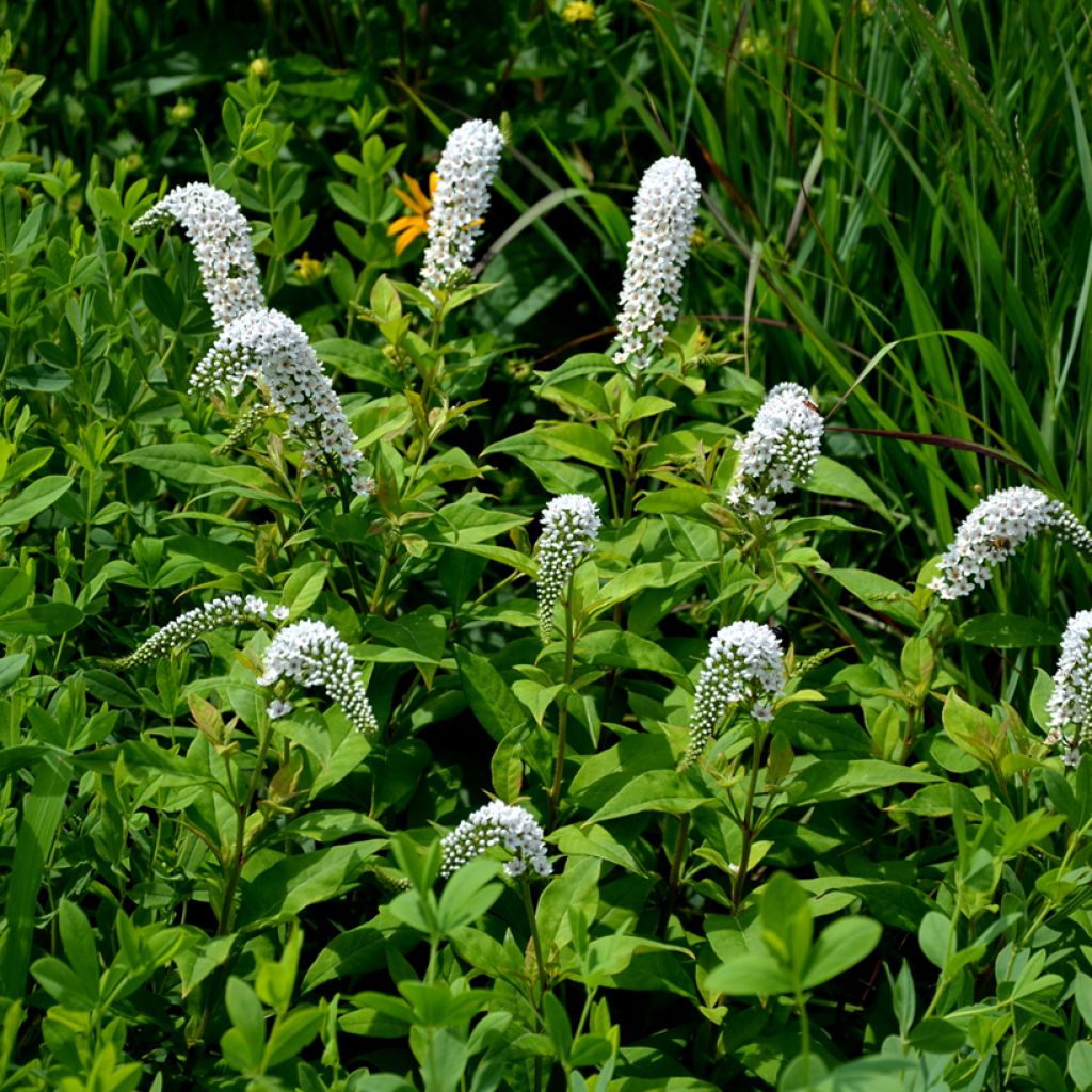Lysimachia clethroides - Witte troswederik
