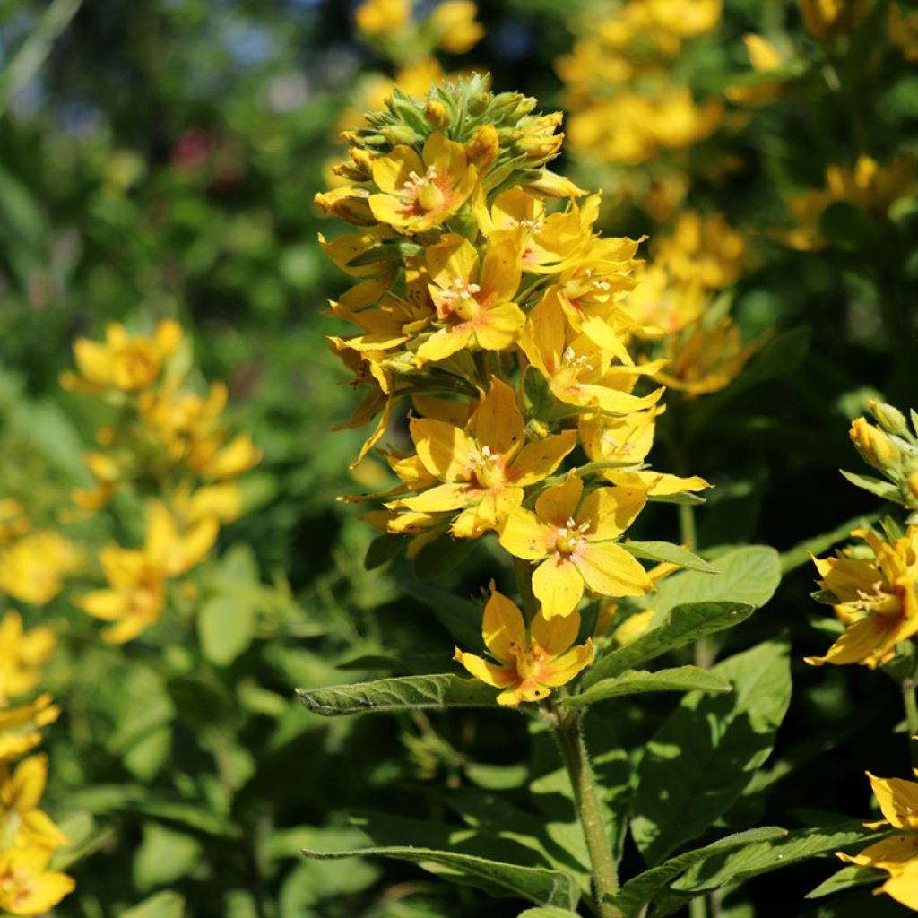 Lysimachia lichiangensis - Wederik