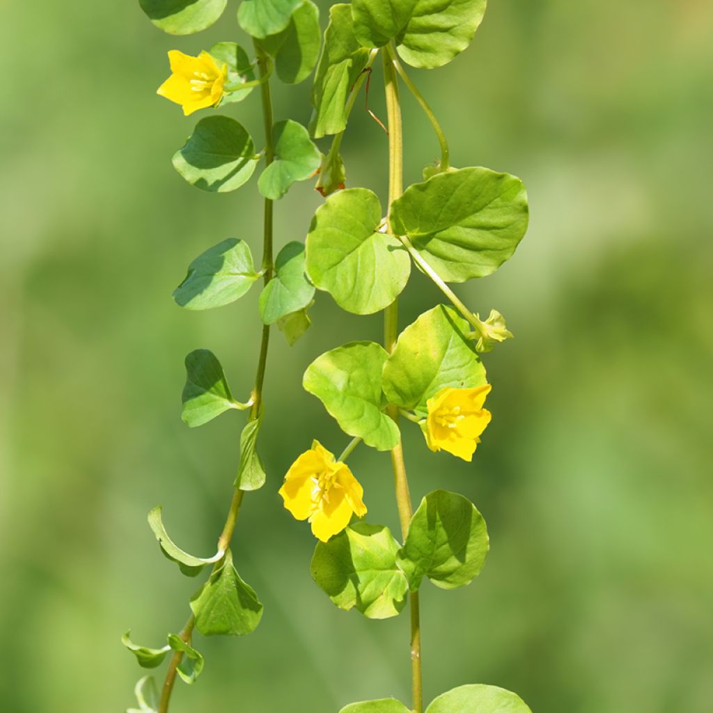 Lysimachia nummularia - Penningkruid
