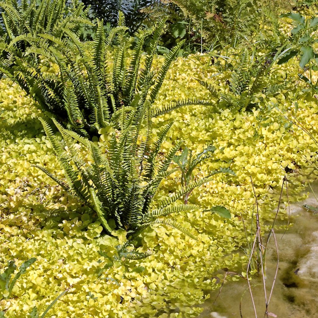Lysimachia nummularia Aurea - Penningkruid