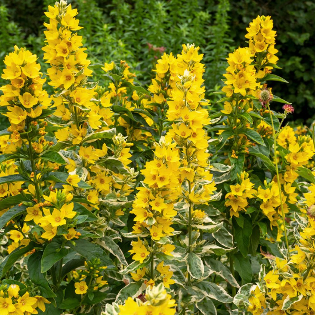 Lysimachia punctata Alexander - Puntwederik