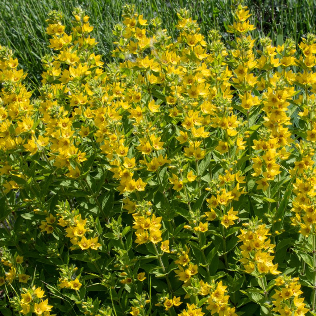 Lysimachia punctata - Puntwederik