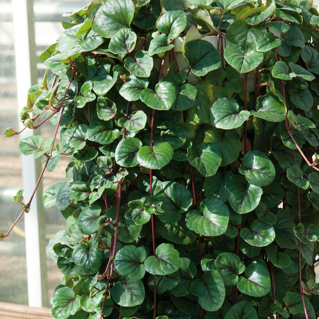 Lysimachia Sunburst - Lysimaque rampante