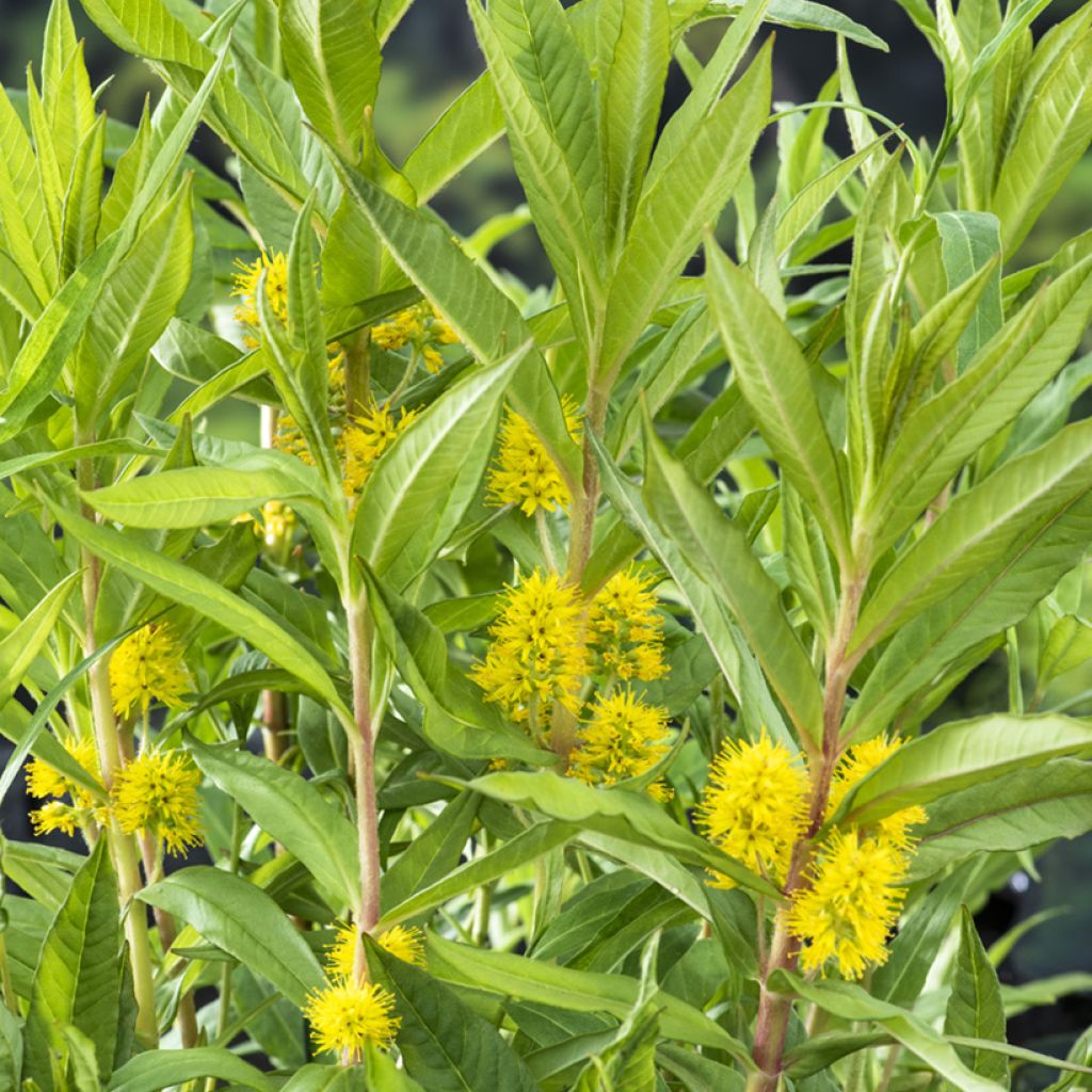 Lysimachia thyrsiflora - Moeraswederik