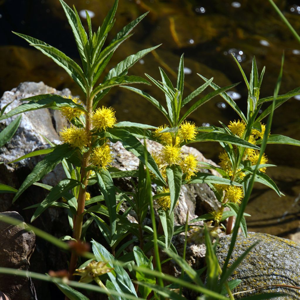 Lysimachia thyrsiflora - Moeraswederik