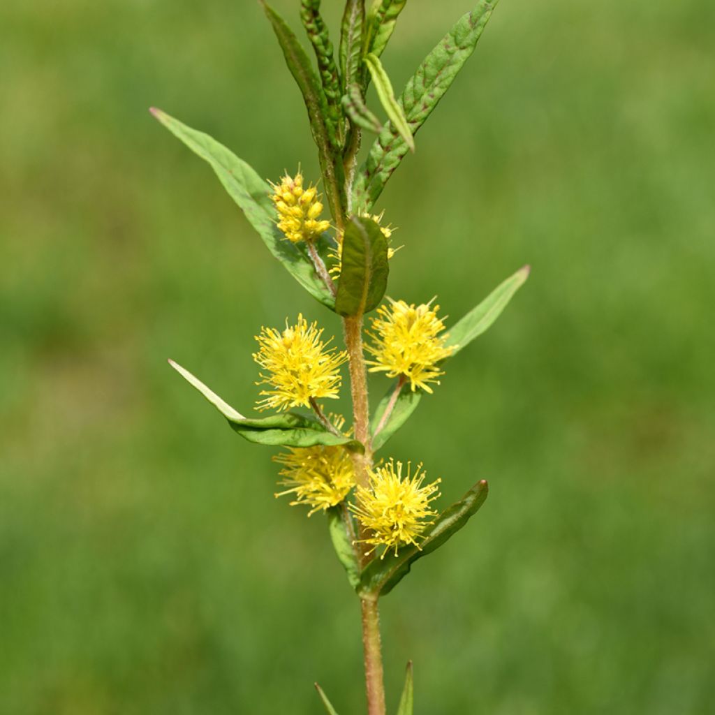 Lysimachia thyrsiflora - Moeraswederik