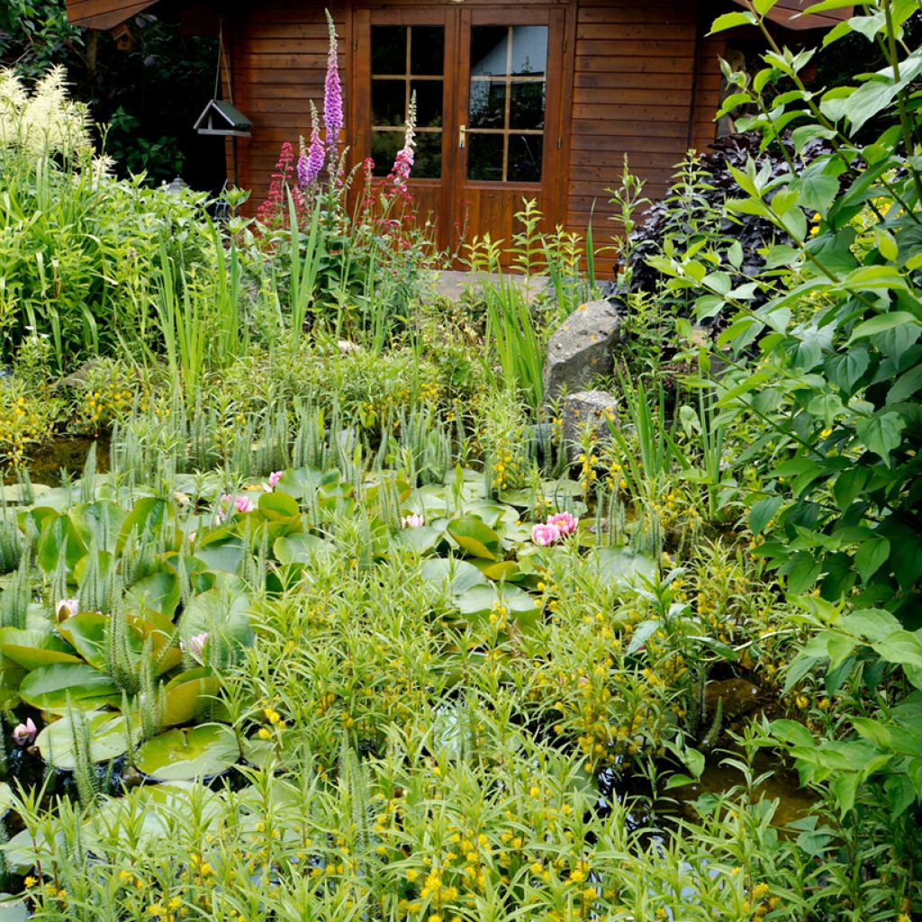 Lysimachia thyrsiflora - Moeraswederik