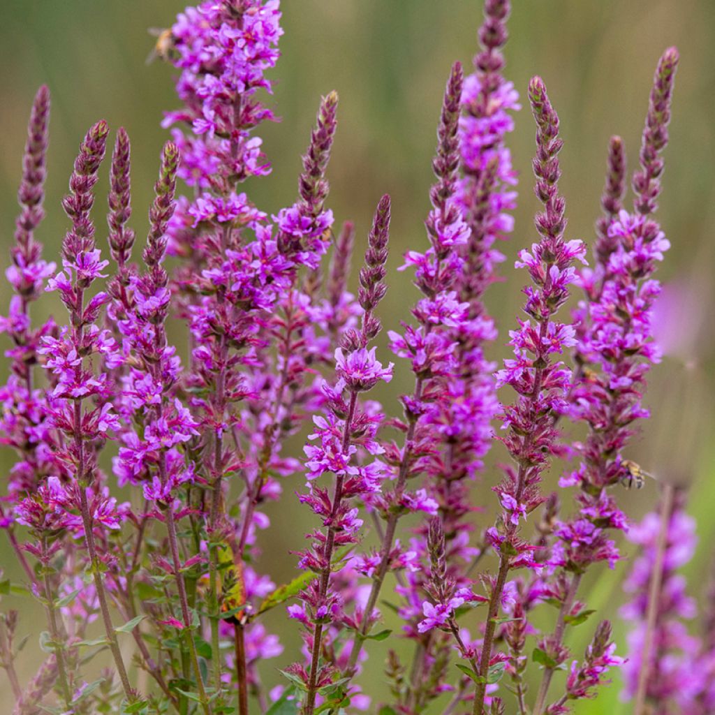 Lythrum salicaria - Grote kattenstaart