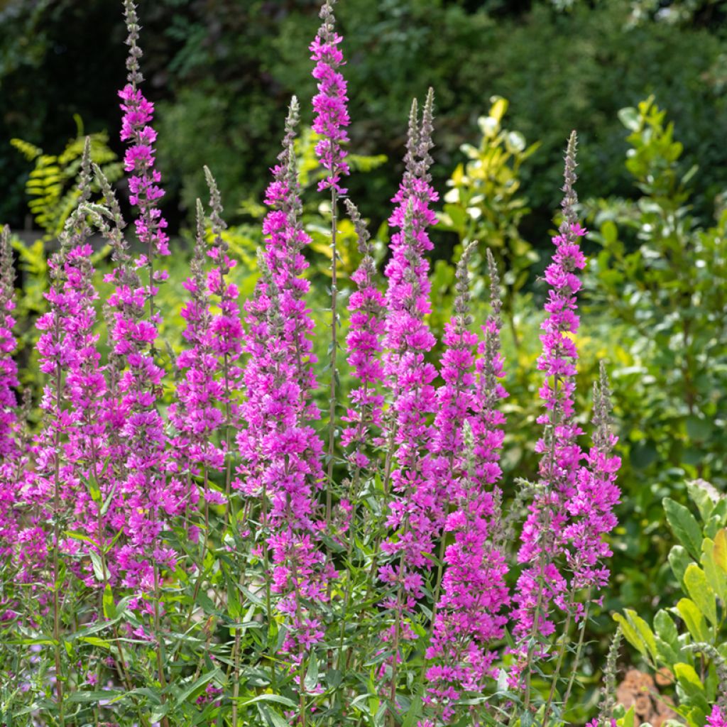 Lythrum salicaria - Grote kattenstaart
