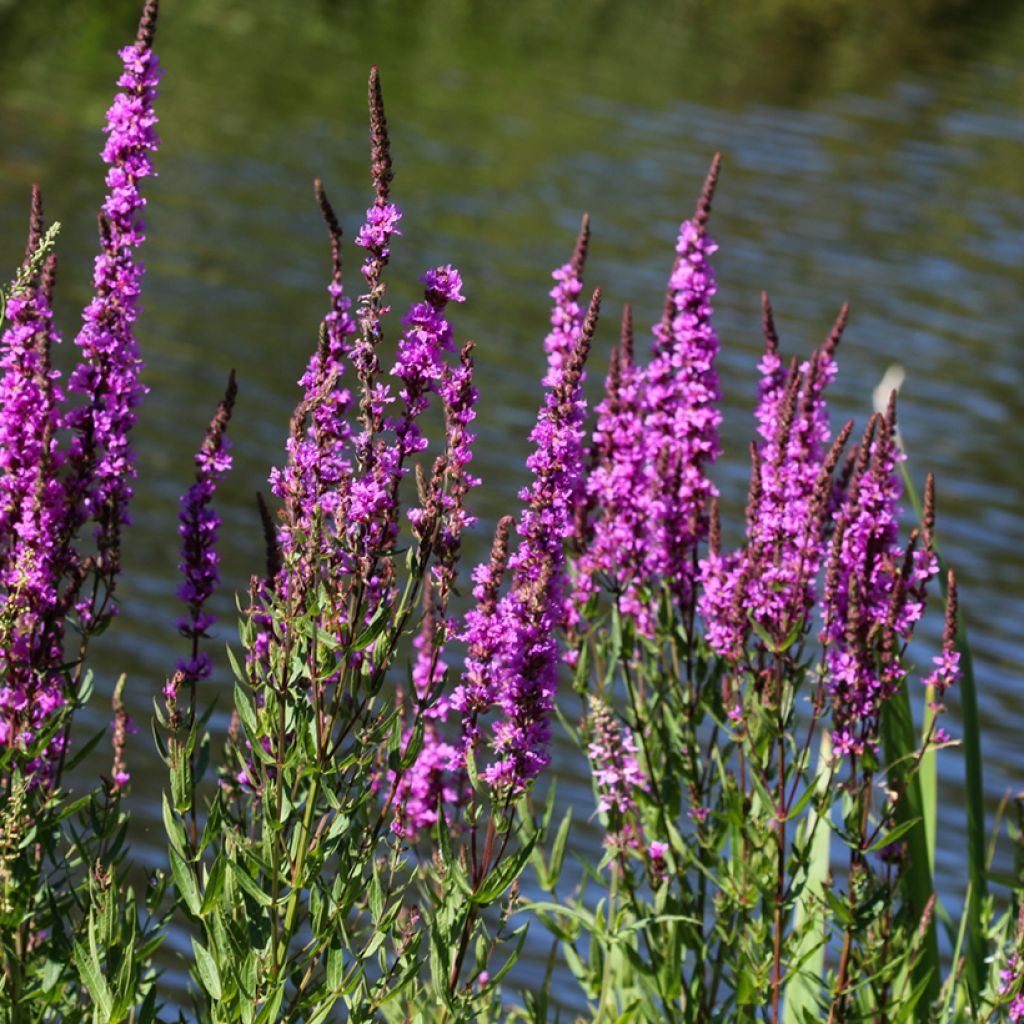 Lythrum salicaria - Grote kattenstaart