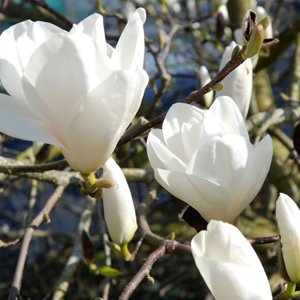 Magnolia Tina durio - Beverboom