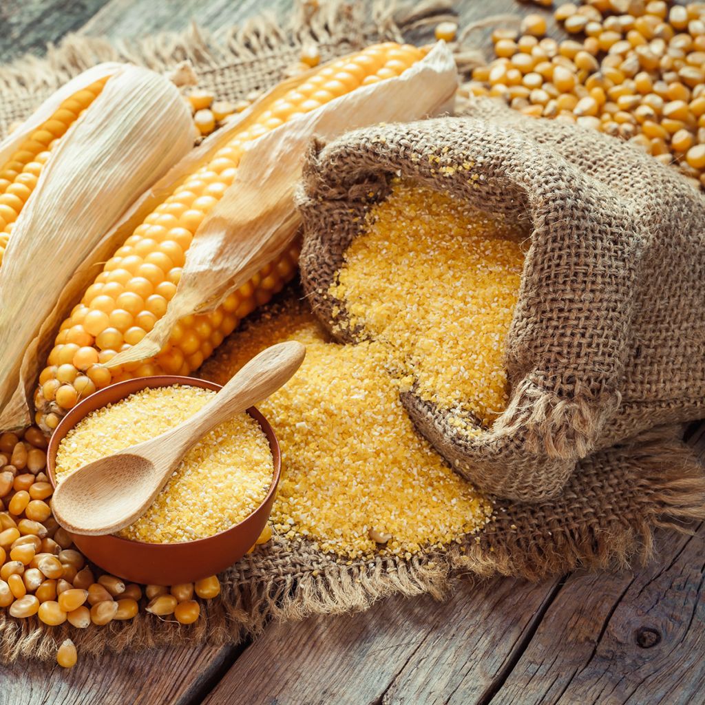 Maïs Mergoscia BIO - Ferme de Sainte Marthe