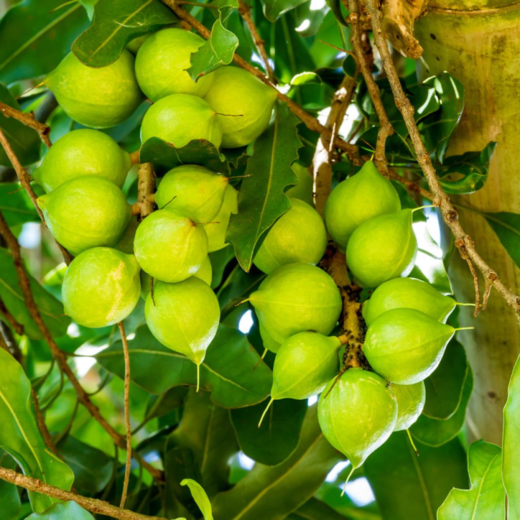 Macadamia integrifolia - Macadamianoot