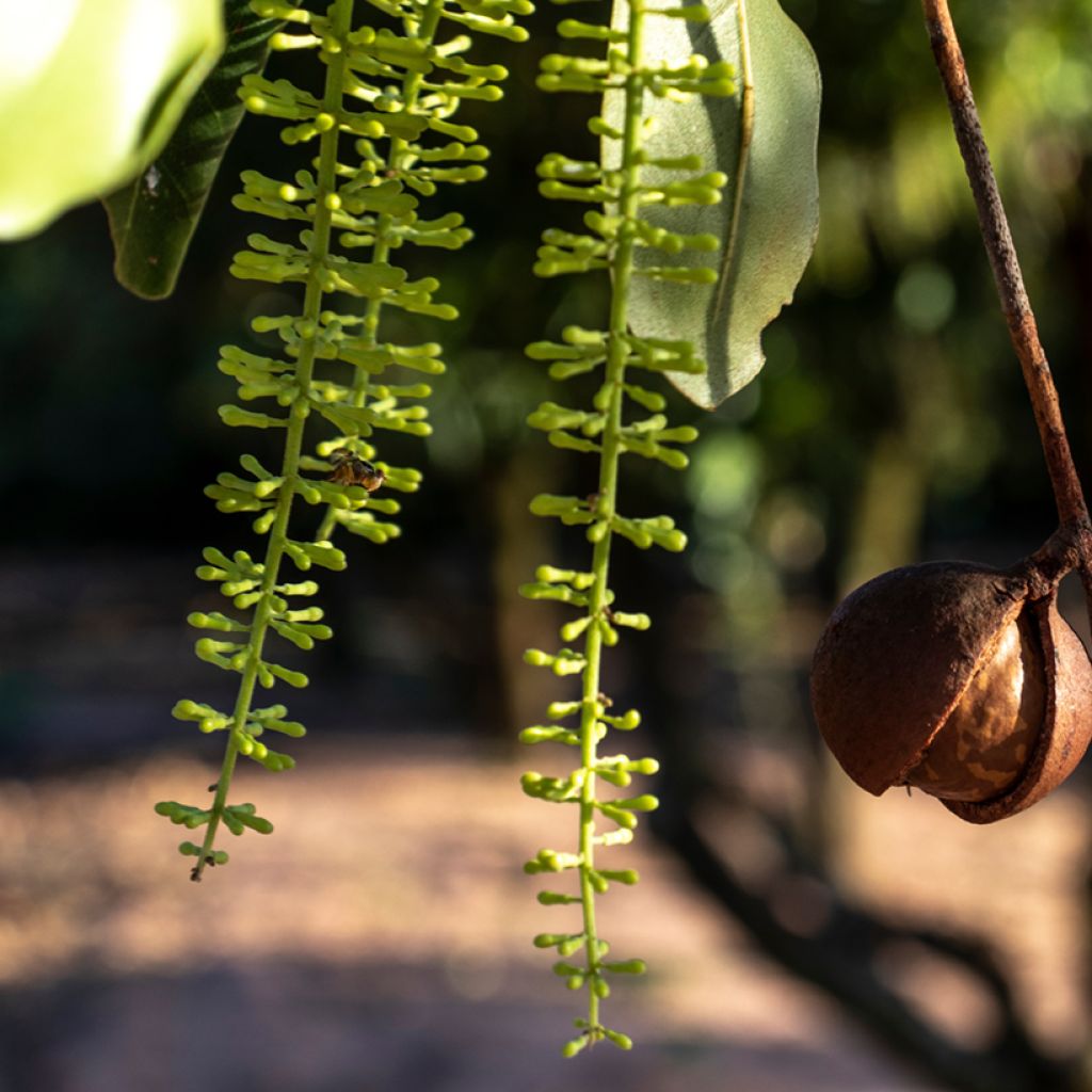 Macadamia integrifolia - Macadamianoot