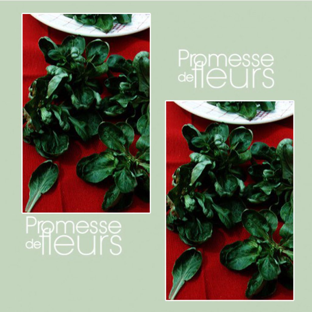 Veldsla Schelp van Louviers